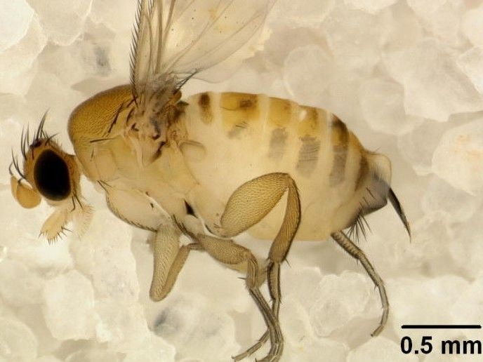 Nistet sich in betroffenen Insekten ein Nistet sich in betroffenen Insekten ein