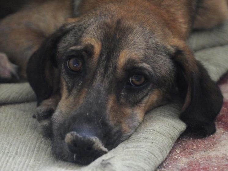 Tierschützer hatten der Ukraine zuvor die massenhafte Tötung streunender Straßenhunde vor der Fußball-EM 2012 vorgeworfen.