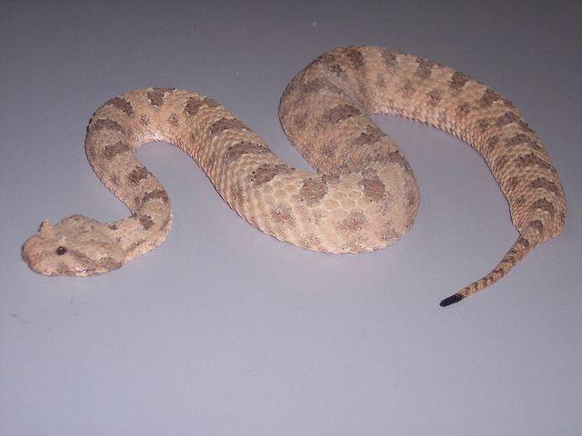 Pseudocerastes persicus - sieben Schlangen dieser Art wurden beim Brand gefunden. Diese ist nur ein Symbolfoto.