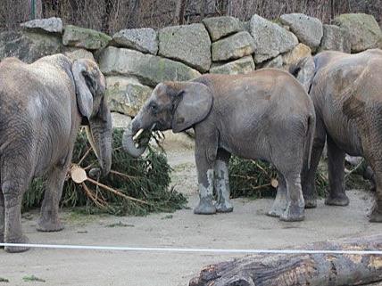 Die drei Elefantinnen ließen sich den Christbaum in Schönbrunn richtig schmecken