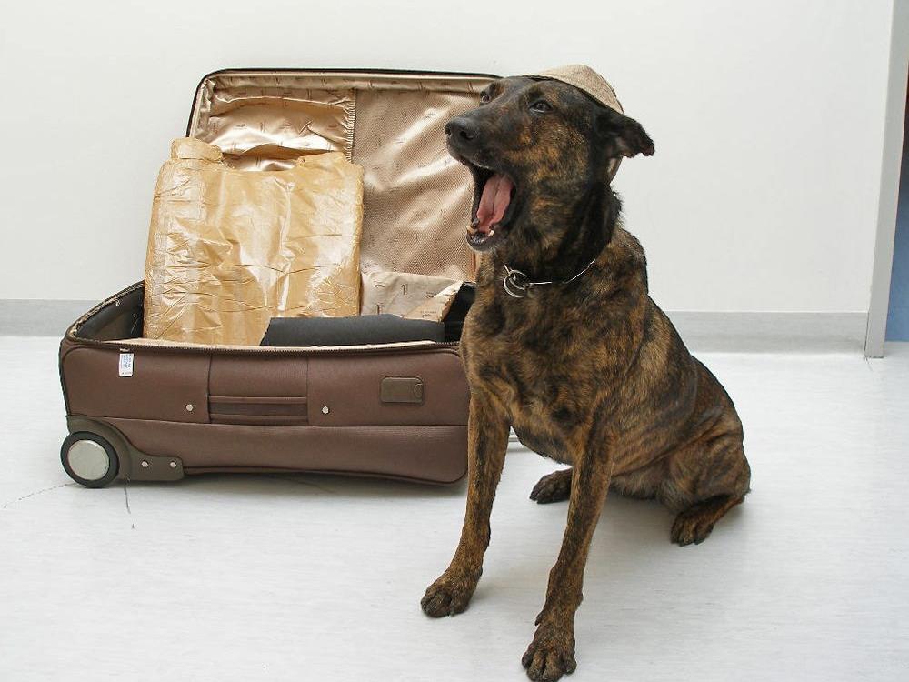 Drogenhunde sind am Wiener Flughafen im Dauereinsatz