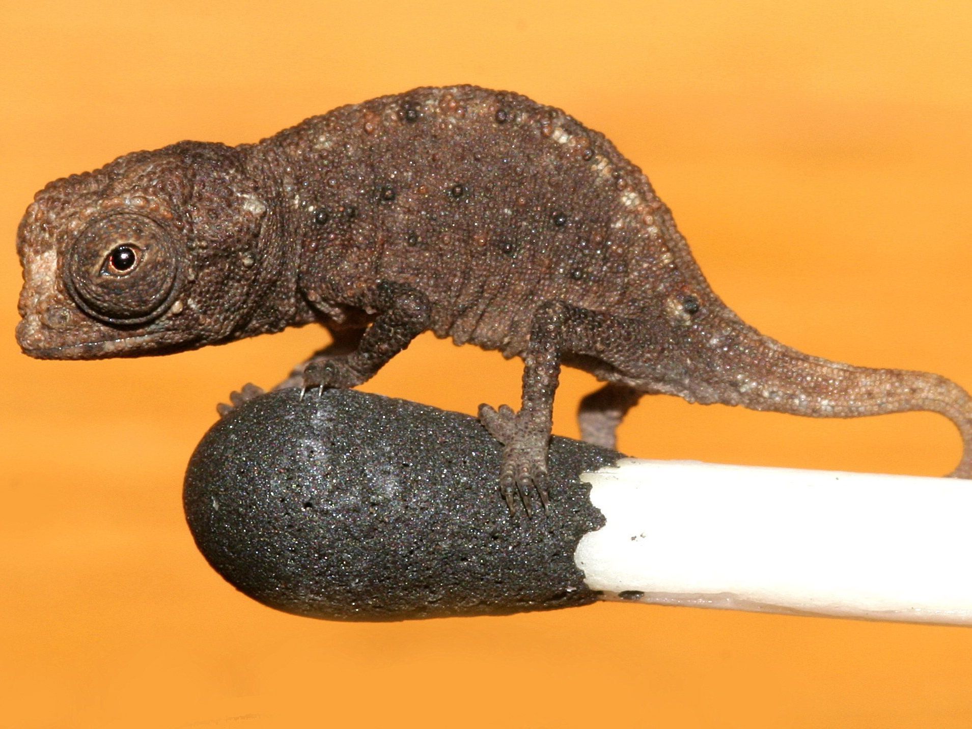 Reptilien können auf Streichhölzern balancieren. Reptilien können auf Streichhölzern balancieren.