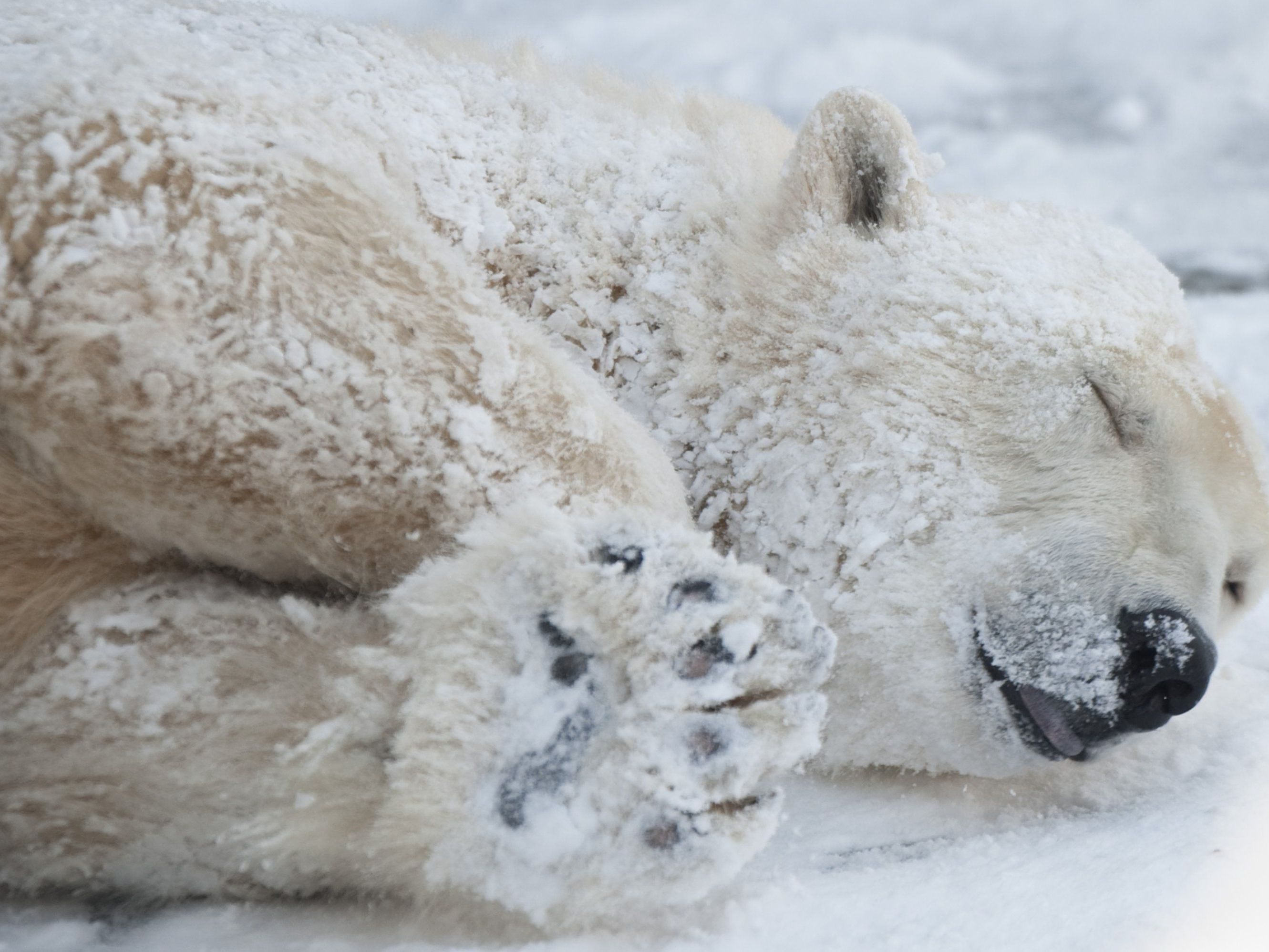 Diesem Eisbären im Berliner Zoo geht's gut. Seinen Artgenossen in der Arktis weniger. Diesem Eisbären im Berliner Zoo geht's gut. Seinen Artgenossen in der Arktis weniger.