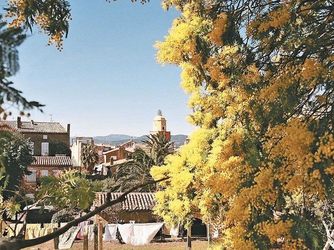 Von Mimosen gerahmt– der imposante Blick auf die Altstadt von Saint-Tropez Von Mimosen gerahmt– der imposante Blick auf die Altstadt von Saint-Tropez