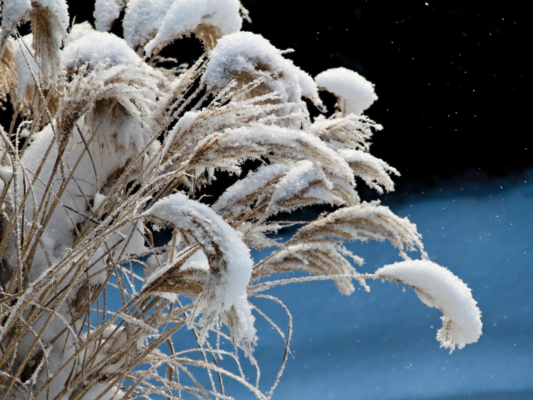 Wie können Frostschäden vermieden werden? Wie können Frostschäden vermieden werden?