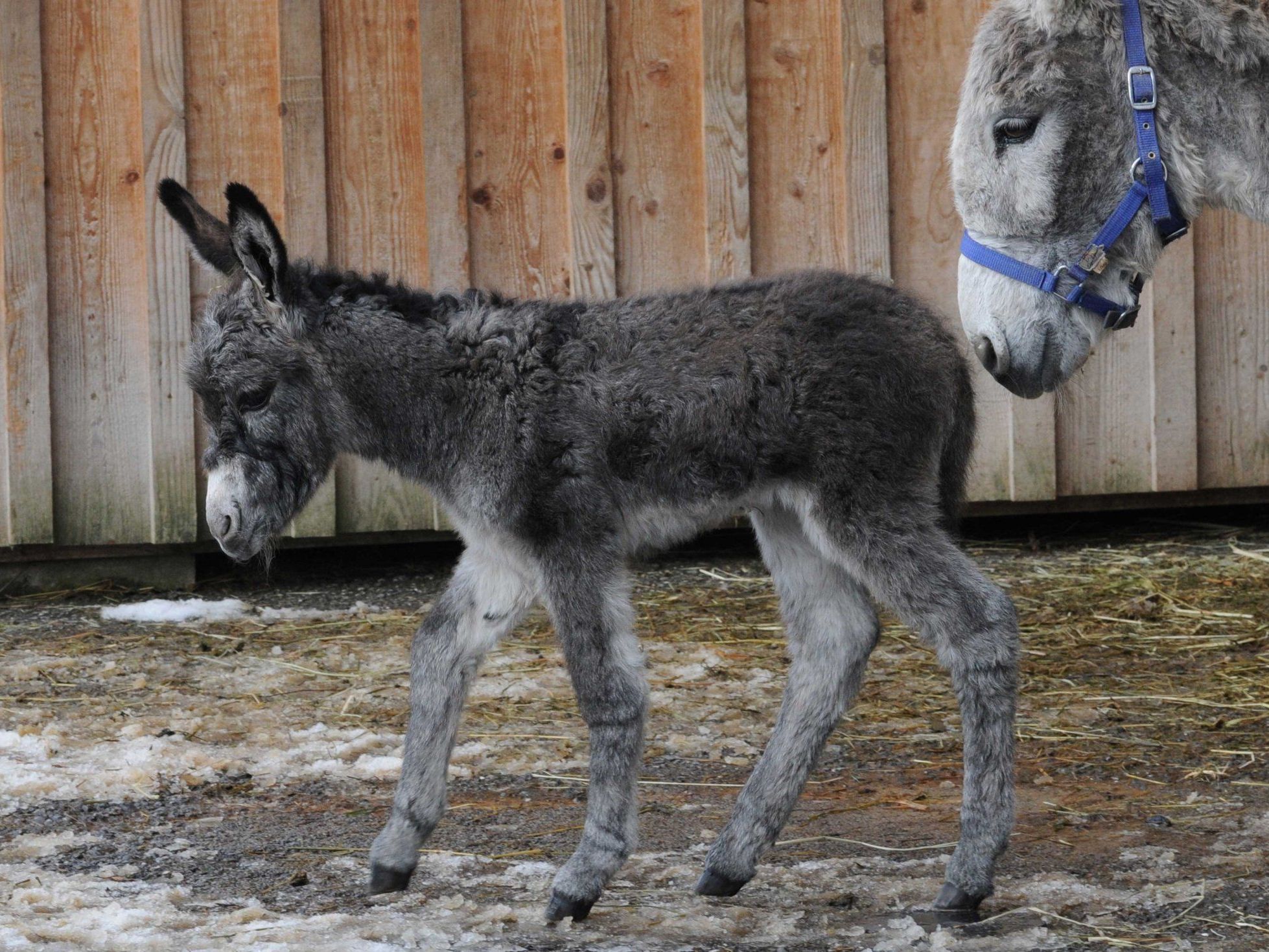 Wuschliger Nachwuchs auf wackligen Beinen: Der Doppelmayr Zoo freut sich über Nachwuchs. Wuschliger Nachwuchs auf wackligen Beinen: Der Doppelmayr Zoo freut sich über Nachwuchs.