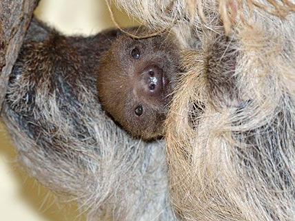 Das niedliche Faultier-Baby schaut aus seiner Hängeposition putzmunter in die Welt