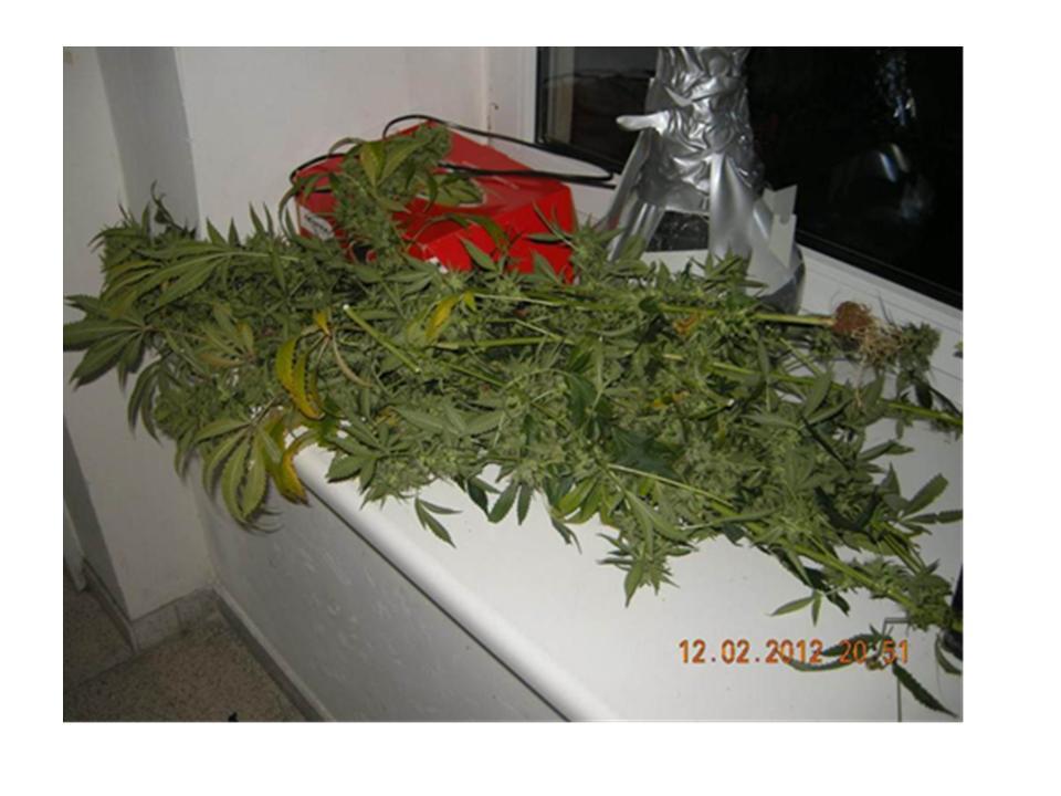 Gefunden und ausgehoben: Cannabis-Plantage gleich neben dem Finanzministerium