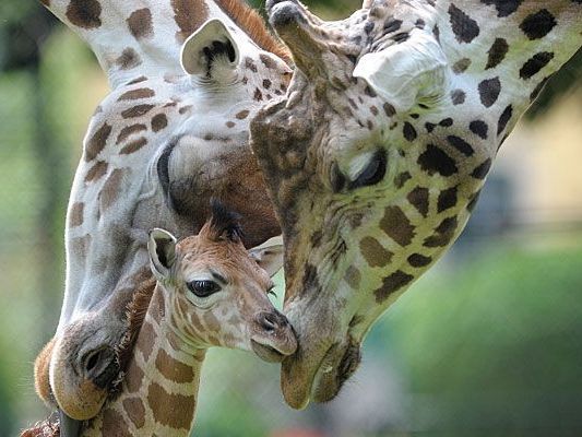 Baby-Giraffe Arusha verstarb nach wenigen Monaten in Schönbrunn Baby-Giraffe Arusha verstarb nach wenigen Monaten in Schönbrunn