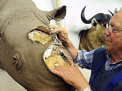 Immer wieder kommt es vor, dass wertvolle Nashorn-Trophäen Opfer von Räubern werden Immer wieder kommt es vor, dass wertvolle Nashorn-Trophäen Opfer von Räubern werden
