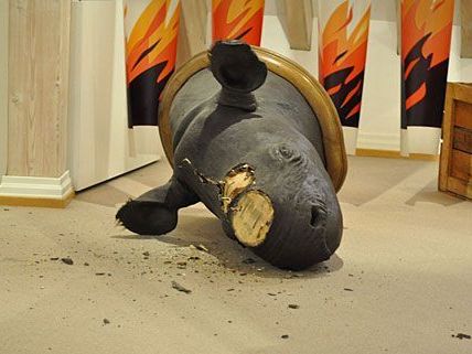 So beschädigt hinterließen die Nashorn-Diebe die Trophäe im Museum in Offenburg So beschädigt hinterließen die Nashorn-Diebe die Trophäe im Museum in Offenburg