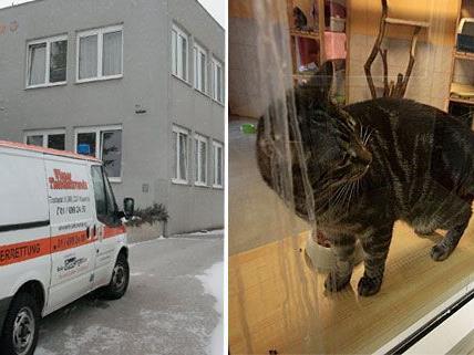 Katzen & Co. leiden derzeit im Wiener Tierschutzhaus unter der eisigen Kälte