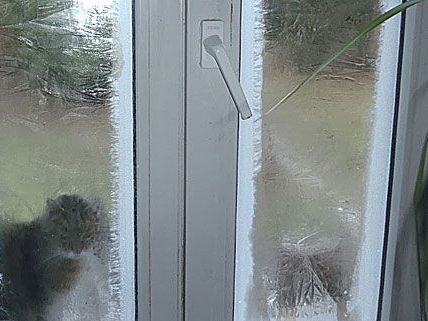 Diese hübschen Eisblumen bewunderten unser Leserreporter und sein Kater Diese hübschen Eisblumen bewunderten unser Leserreporter und sein Kater