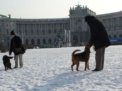 Das Toben im Schnee macht zwar Spaß, aber man muss auf die Gesundheit der Vierbeiner dabei achten.