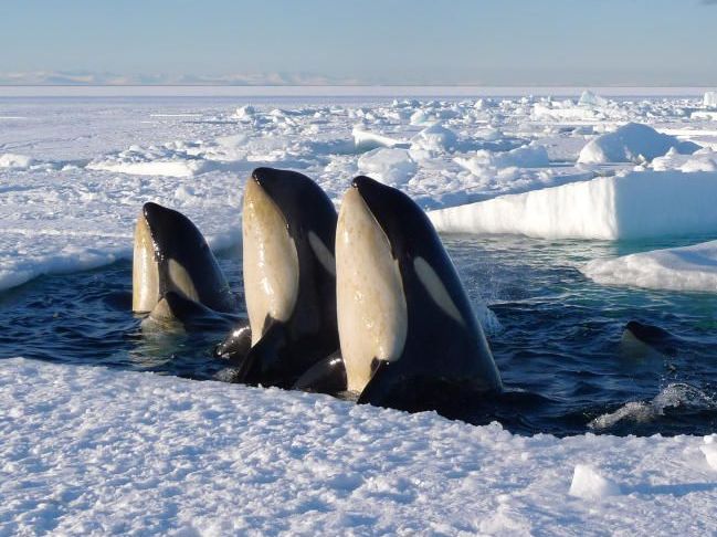 PETA will Wale aus Erlebnispark Seaworld befreien PETA will Wale aus Erlebnispark Seaworld befreien