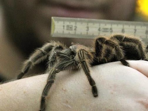Phobiker nehmen Spinnen unrealistisch groß wahr