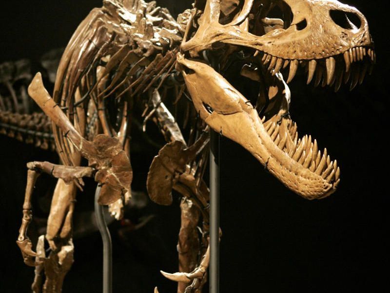 Forschungen ergaben, dass der Gigant der Urzeit möglicherweise sogar Kannibale war. Forschungen ergaben, dass der Gigant der Urzeit möglicherweise sogar Kannibale war.