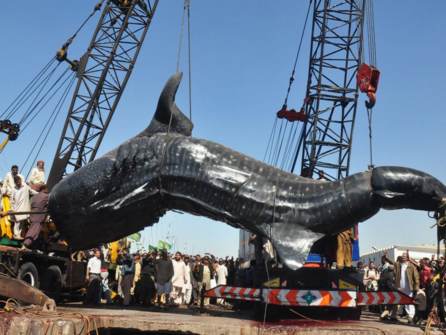 Riesiger Walhai wurde in Pakistan angeschwemmt.