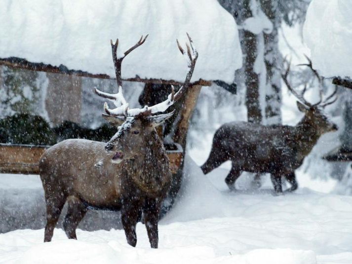Das Wild muss im tiefen Schnee wohl gefüttert werden, frieren tun die Tiere nicht. Das Wild muss im tiefen Schnee wohl gefüttert werden, frieren tun die Tiere nicht.