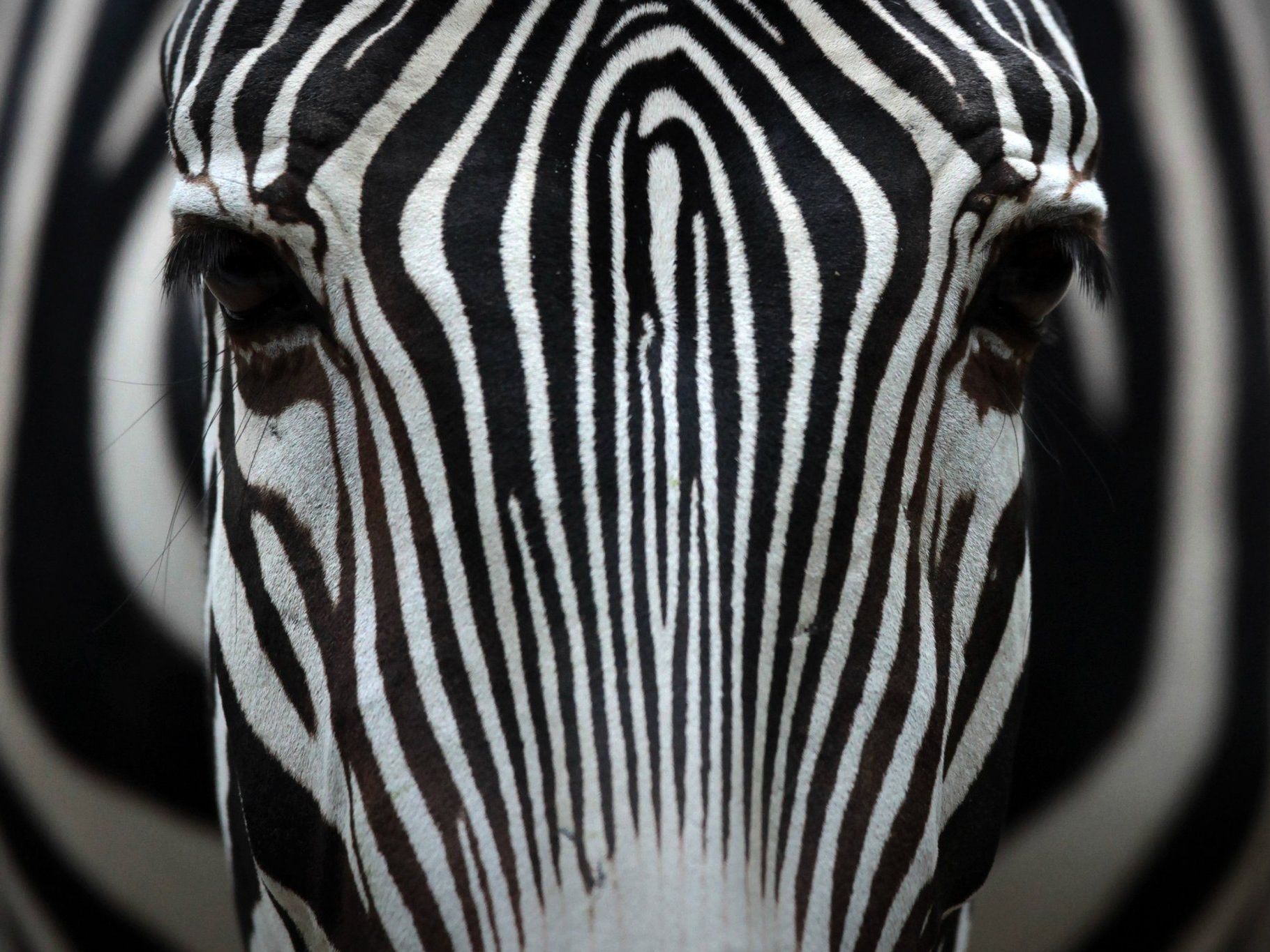 Insekten fliegen nicht auf Zebrastreifen.