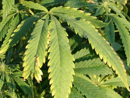 154 Cannabis-Pflanzen konnte die Polizei in Marchegg sicherstellen.