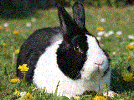 Wurden am Augartenspitz Kaninchen ausgesetzt?