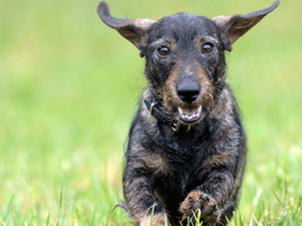 Seit der Erhöhung der Hundesteuer gibt es plötzlich deutlich weniger Vierbeiner in Wien.