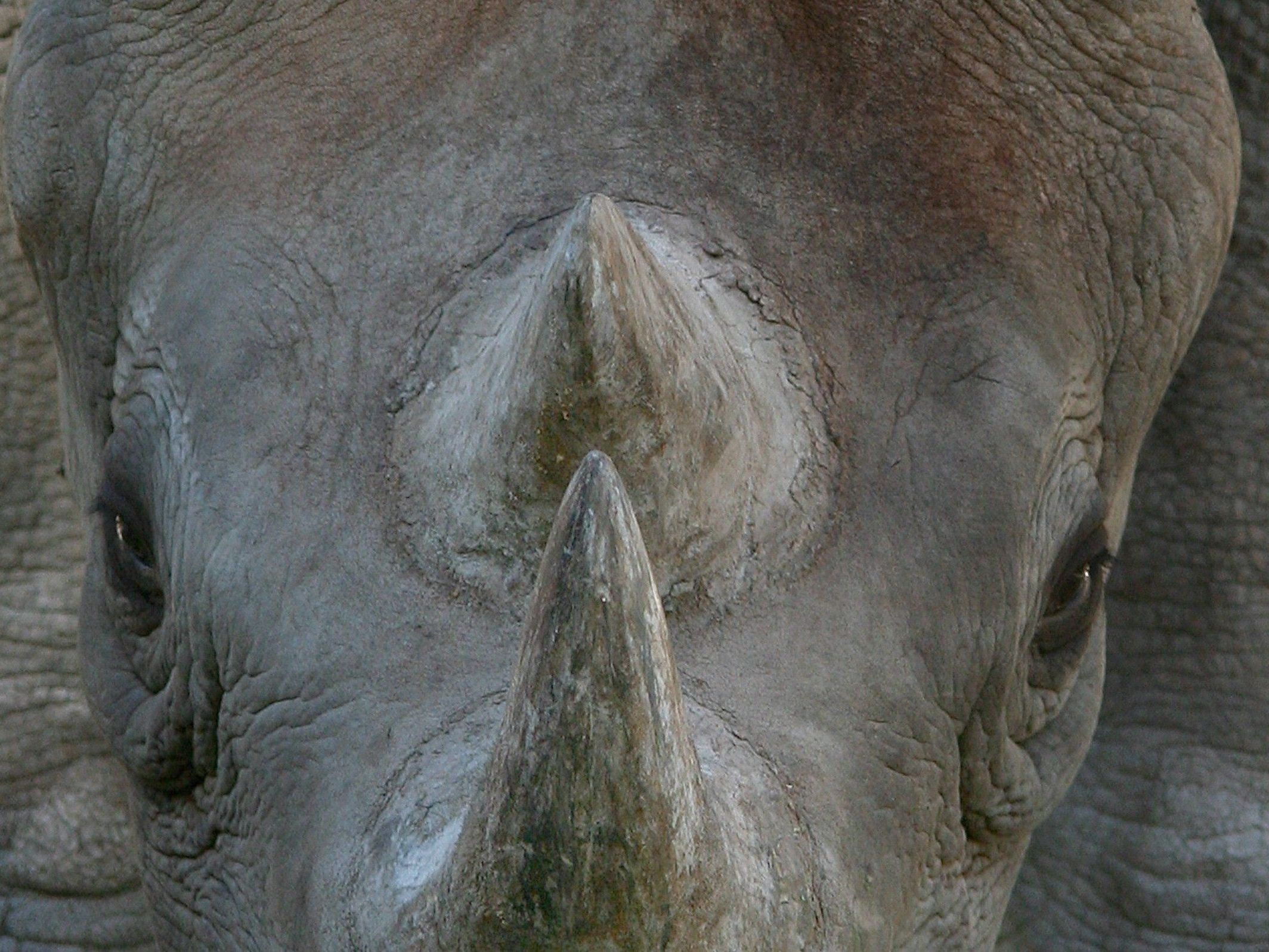 Rhino-Nashörner haben einen hohen Marktwert Rhino-Nashörner haben einen hohen Marktwert