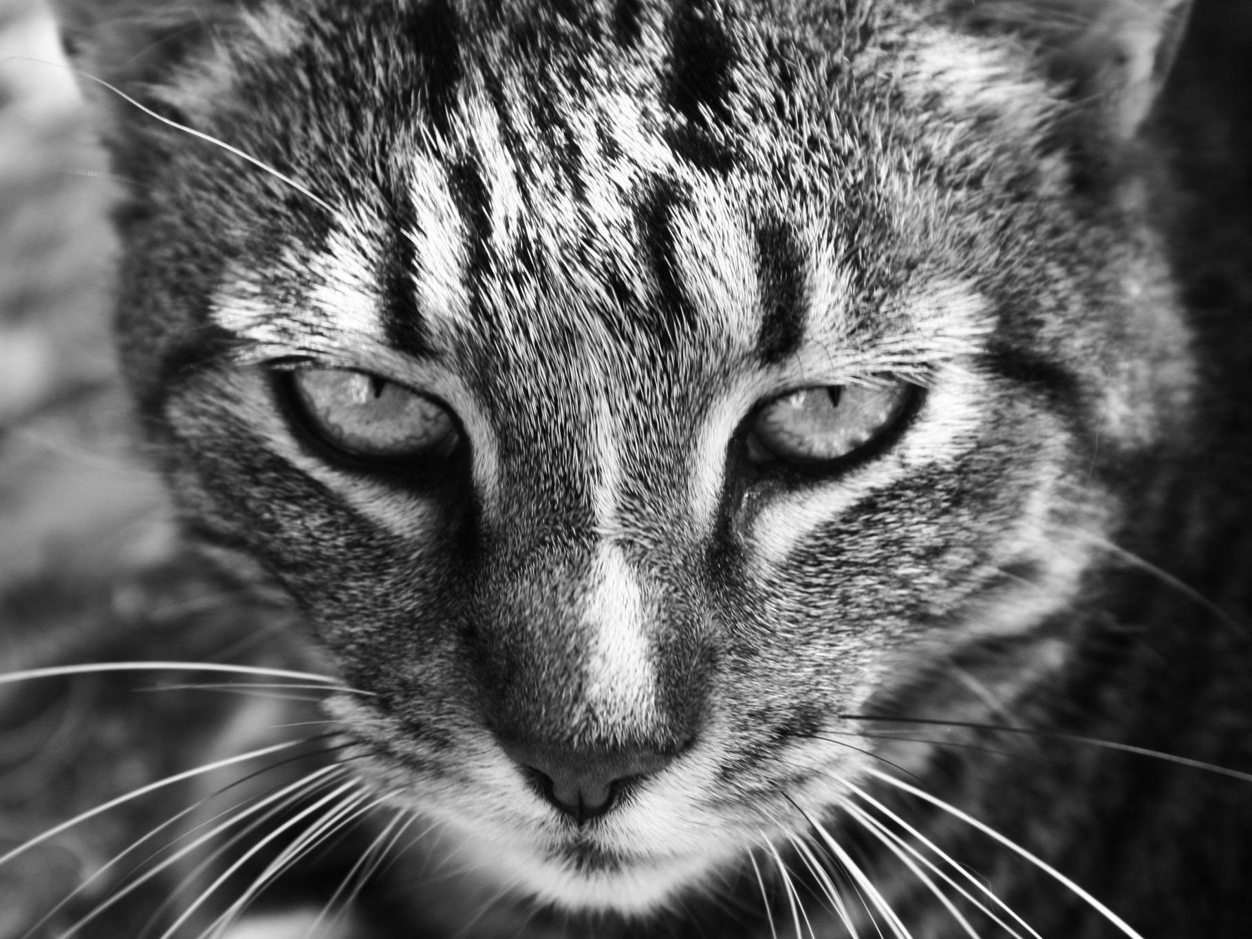Drei Katzen sind von einem Unbekannten mit einer Schrotflinte angeschossen worden Drei Katzen sind von einem Unbekannten mit einer Schrotflinte angeschossen worden
