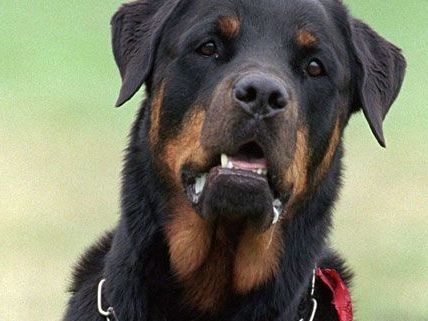 Rottweiler in der Steiermark griffen Hund an Rottweiler in der Steiermark griffen Hund an
