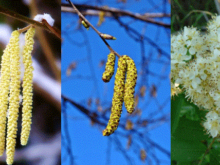Das Blühen von Hasel, Birke und Eberesche kündigt nicht nur den Frühling, sondern auch die Allergiesaison an.