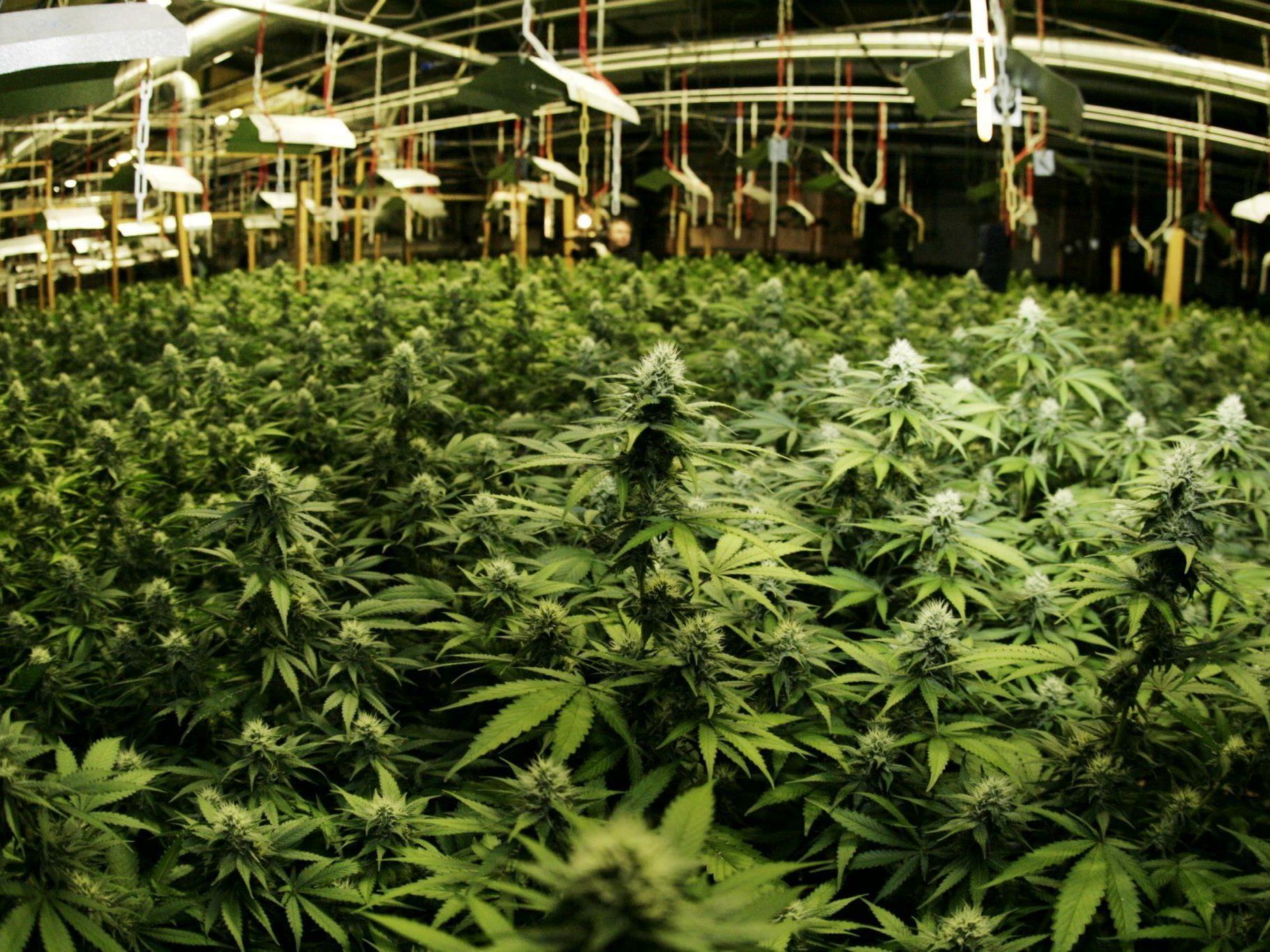 Die Drogenfander hatten auch eine Indoor-Hanfplantage im Keller eines Täters entdeckt.
