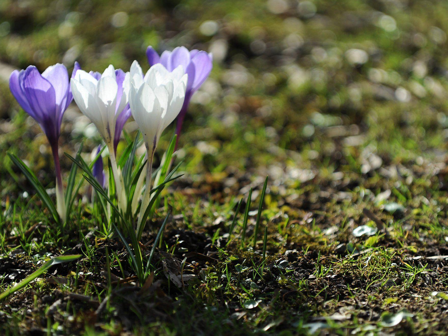 Am Dienstag, um exakt 6.14 Uhr hat der Frühling offiziell begonnen.