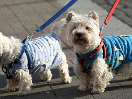 Neue Studie der Uni Wien untersucht das Verhältnis zwischen Frauchen, Herrschen und Hund. Neue Studie der Uni Wien untersucht das Verhältnis zwischen Frauchen, Herrschen und Hund.