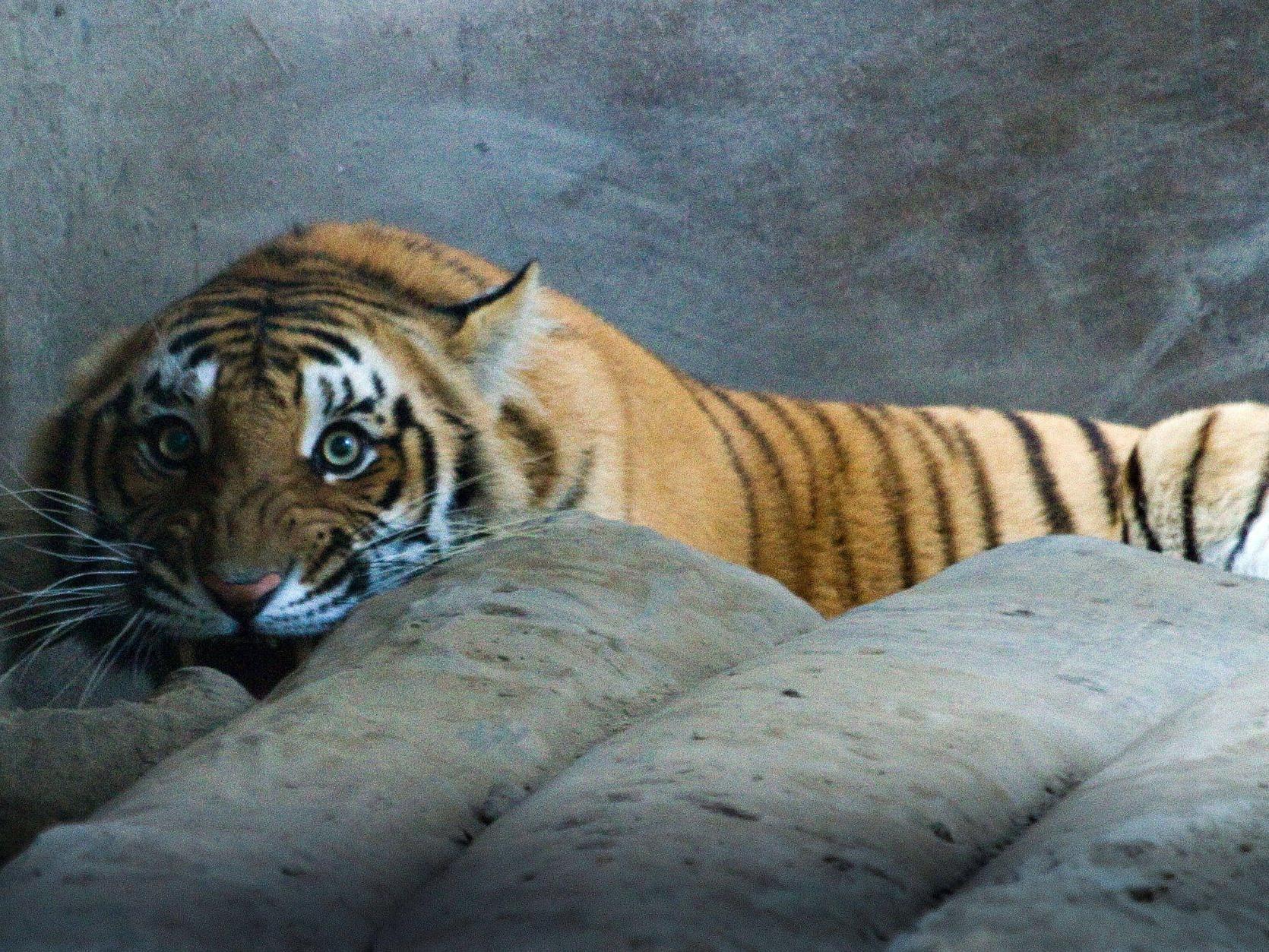 Bei der Hausdurchsuchung wurden neben Tigern auch etliche andere Tierarten entdeckt.