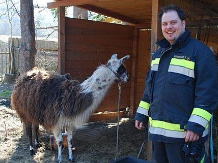 Ein zufriedener Feuerwehrmann hat leicht lachen - die in Neunkirchen entlaufenen Lamas wurden geborgen