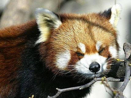 Dieser kleine Rote Panda genießt in Schönbrunn sichtlich den Frühling