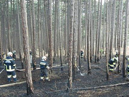 Bei dem brennenden Wald in Markt Piesting waren zahlreiche Einsatzkräfte der Feuerwehr vor Ort
