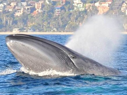 Giganten des Meeres reagieren sensibel auf Sonar Giganten des Meeres reagieren sensibel auf Sonar