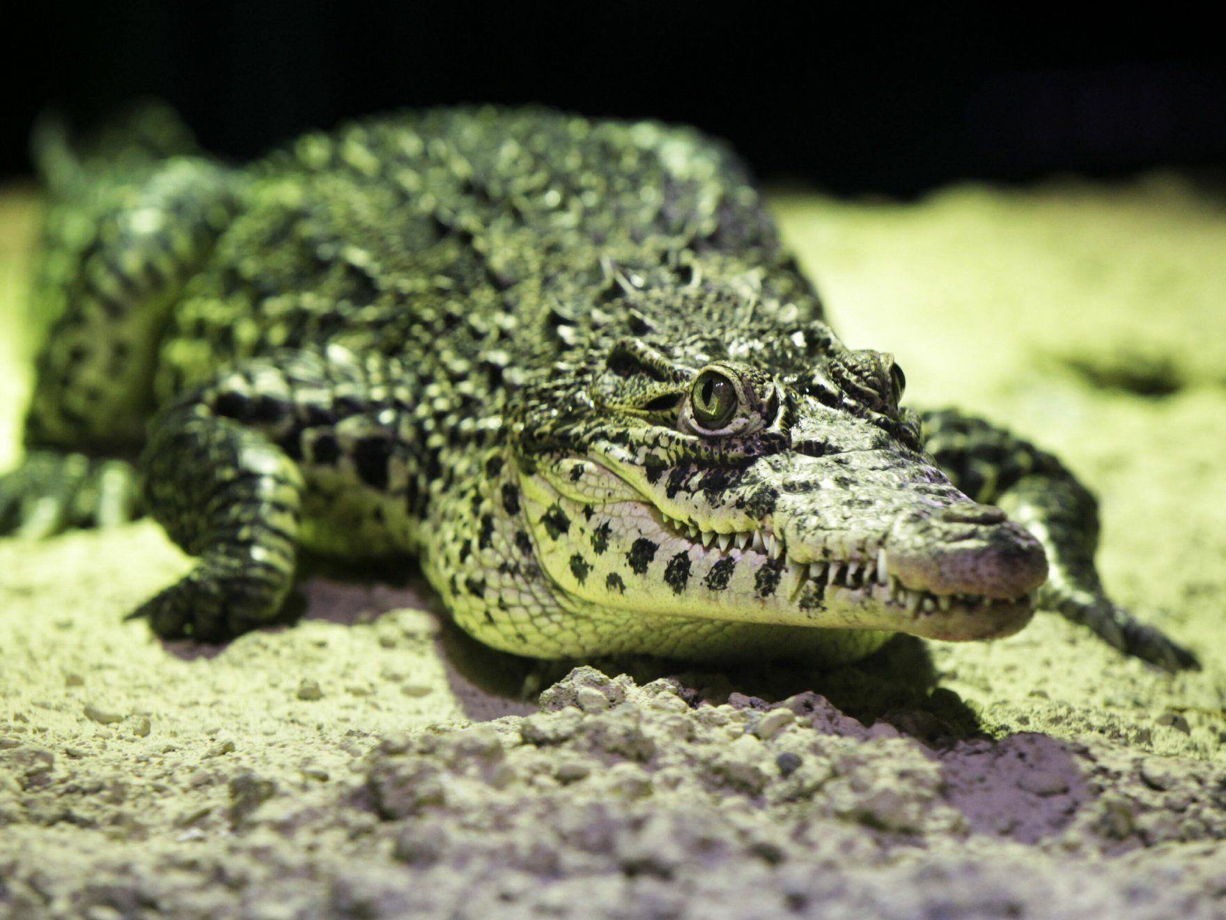 Ein Australischer Angler harrte drei Tage mit zwei Krokodilen aus.