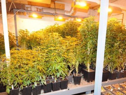 In Indoor-Anlagen wurde das Marihuana angebaut. In Indoor-Anlagen wurde das Marihuana angebaut.