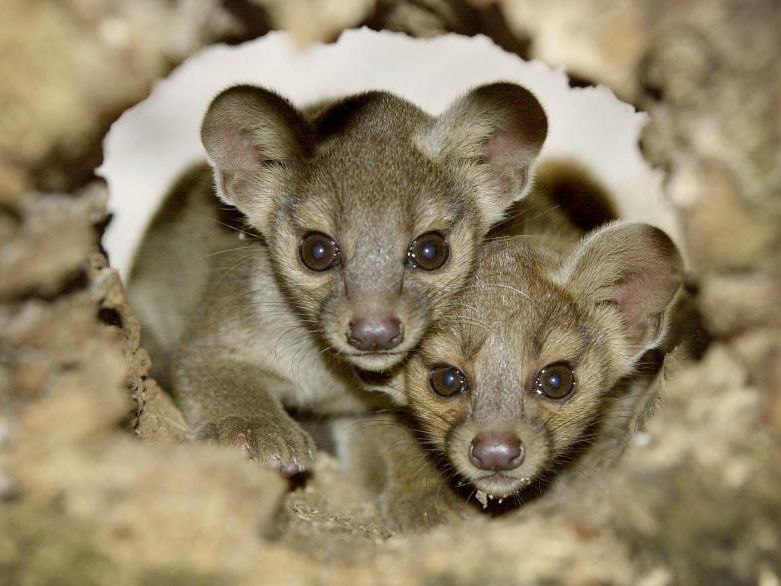 Fossas, die einzigartigen Schleichkatzen Madagaskars Fossas, die einzigartigen Schleichkatzen Madagaskars