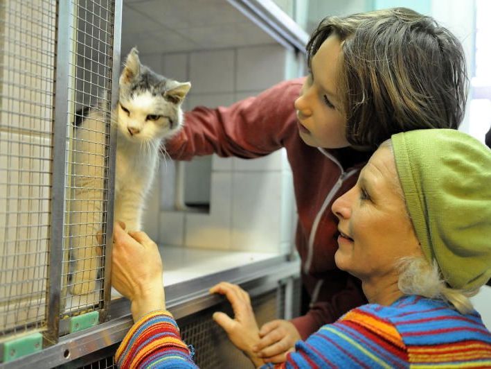 Kater "Stracciaiolo" wurde von seiner Besitzerfamilie im Tierheim abgeholt Kater "Stracciaiolo" wurde von seiner Besitzerfamilie im Tierheim abgeholt