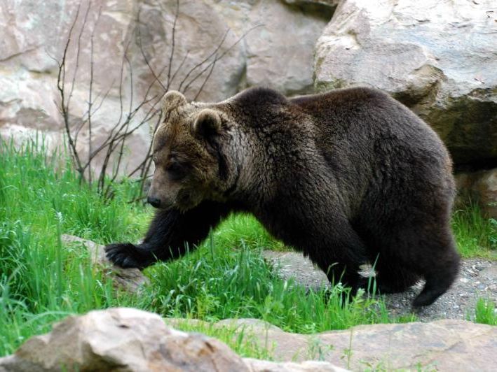 ür die bald 21-jährige Martina kommt der neue Weggefährte aus dem deutschen Wildpark Gangelt. ür die bald 21-jährige Martina kommt der neue Weggefährte aus dem deutschen Wildpark Gangelt.