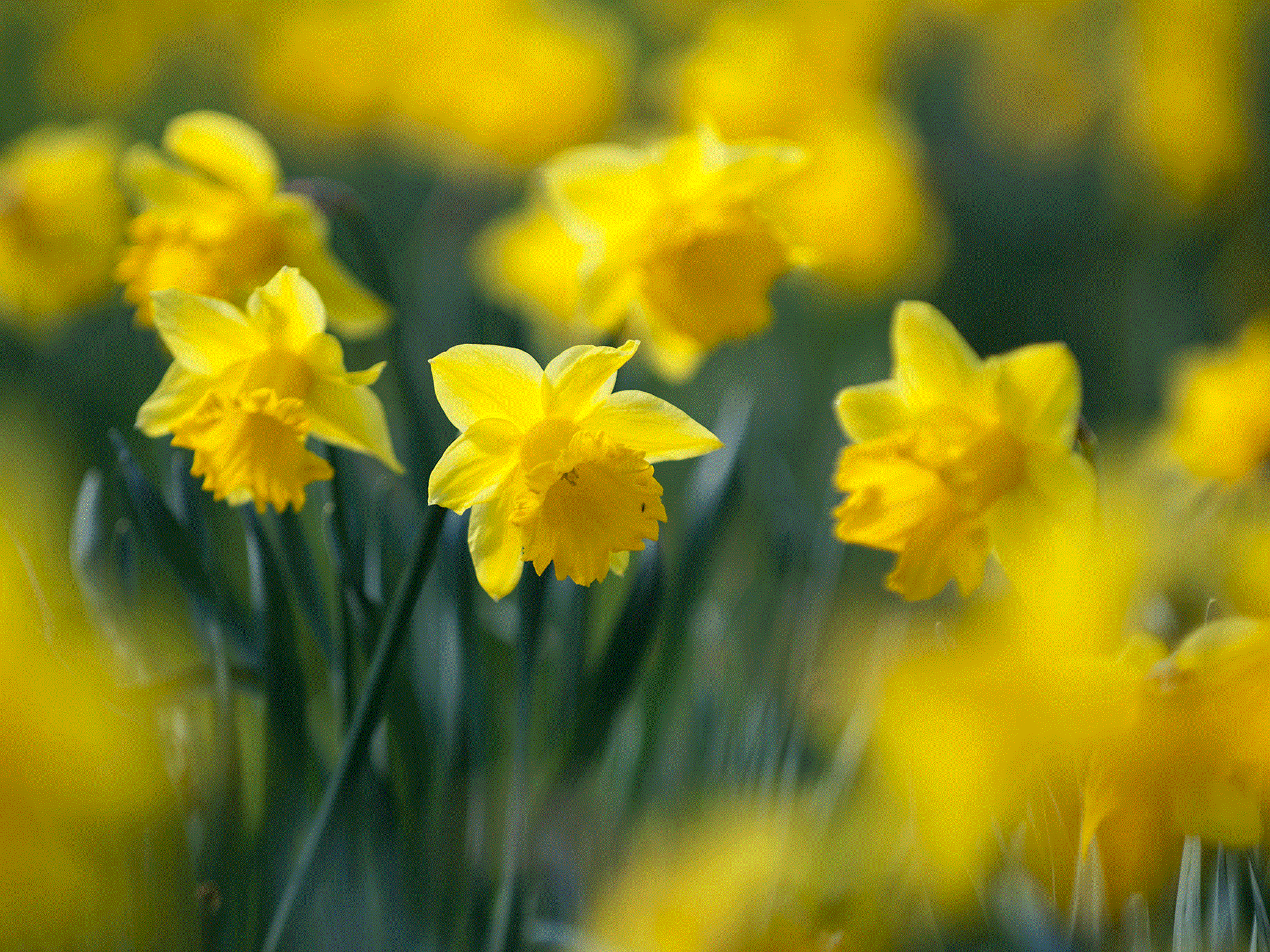 Ein gelbes Meer von Narzissen erwartet die Besucher in den Blumengärten Hirschstetten.