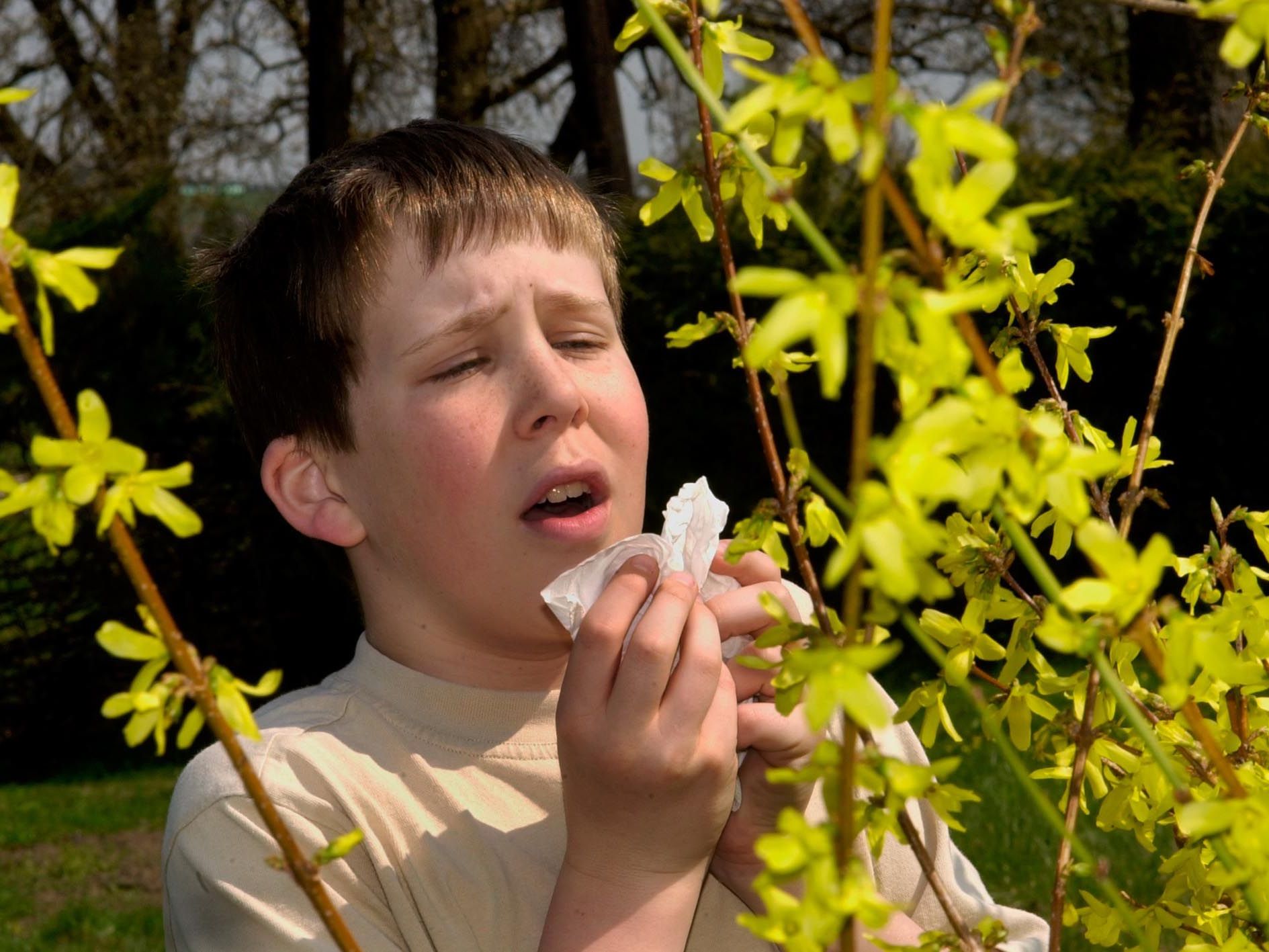 Aktuell sind die Pollen von Hasel, Erle und Pappel aktiv. Aktuell sind die Pollen von Hasel, Erle und Pappel aktiv.