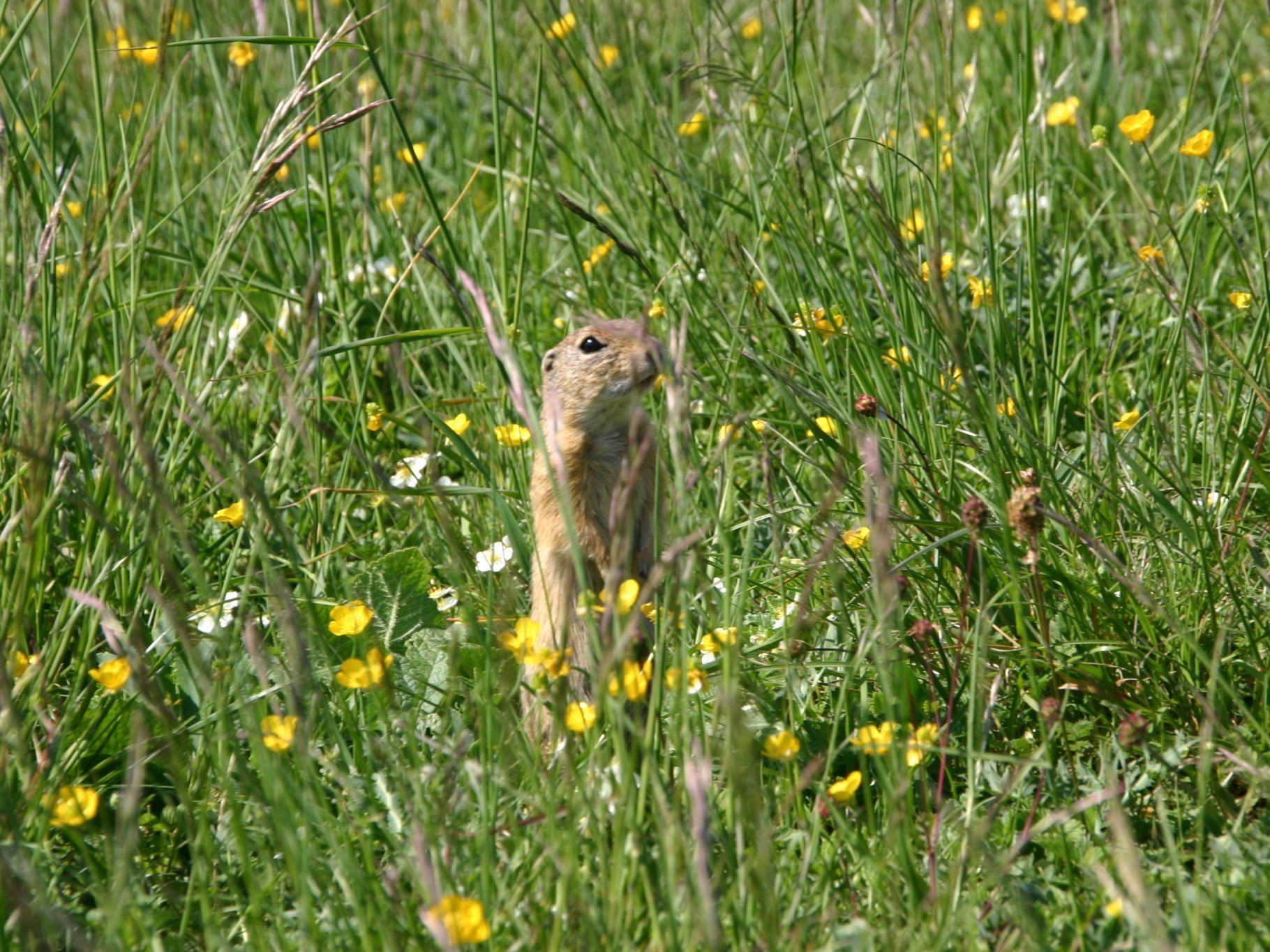 Ein Ziesel passt gut auf, dass dem Habitat in Floridsdorf nichts passiert Ein Ziesel passt gut auf, dass dem Habitat in Floridsdorf nichts passiert