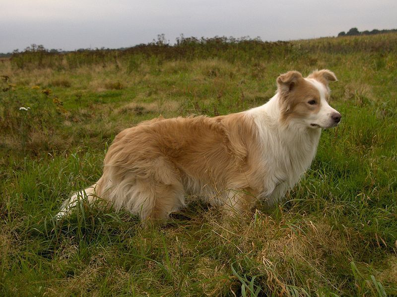 Ein 14 Monate alter Border Collie wurde in der Steiermark vergiftet. Ein 14 Monate alter Border Collie wurde in der Steiermark vergiftet.