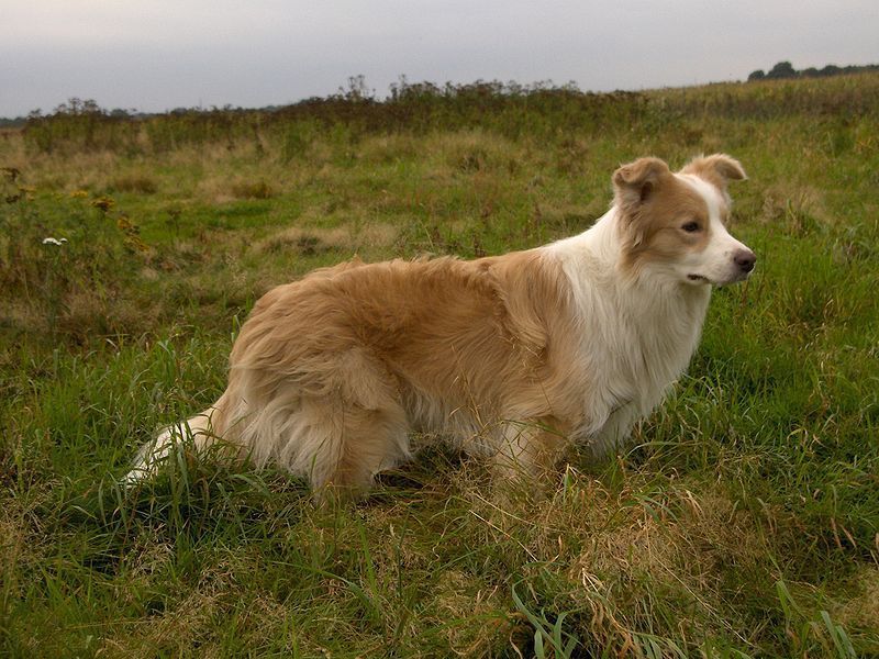 Ein 14 Monate alter Border Collie wurde in der Steiermark vergiftet.