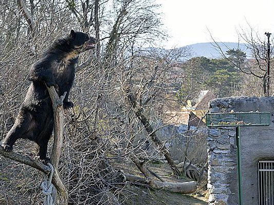 Brillenbären-Männchen Juan nähert sich seinem neuen Spielzeug in Schönbrunn Brillenbären-Männchen Juan nähert sich seinem neuen Spielzeug in Schönbrunn